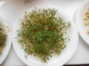 Rychlíme semínka a pozorujeme